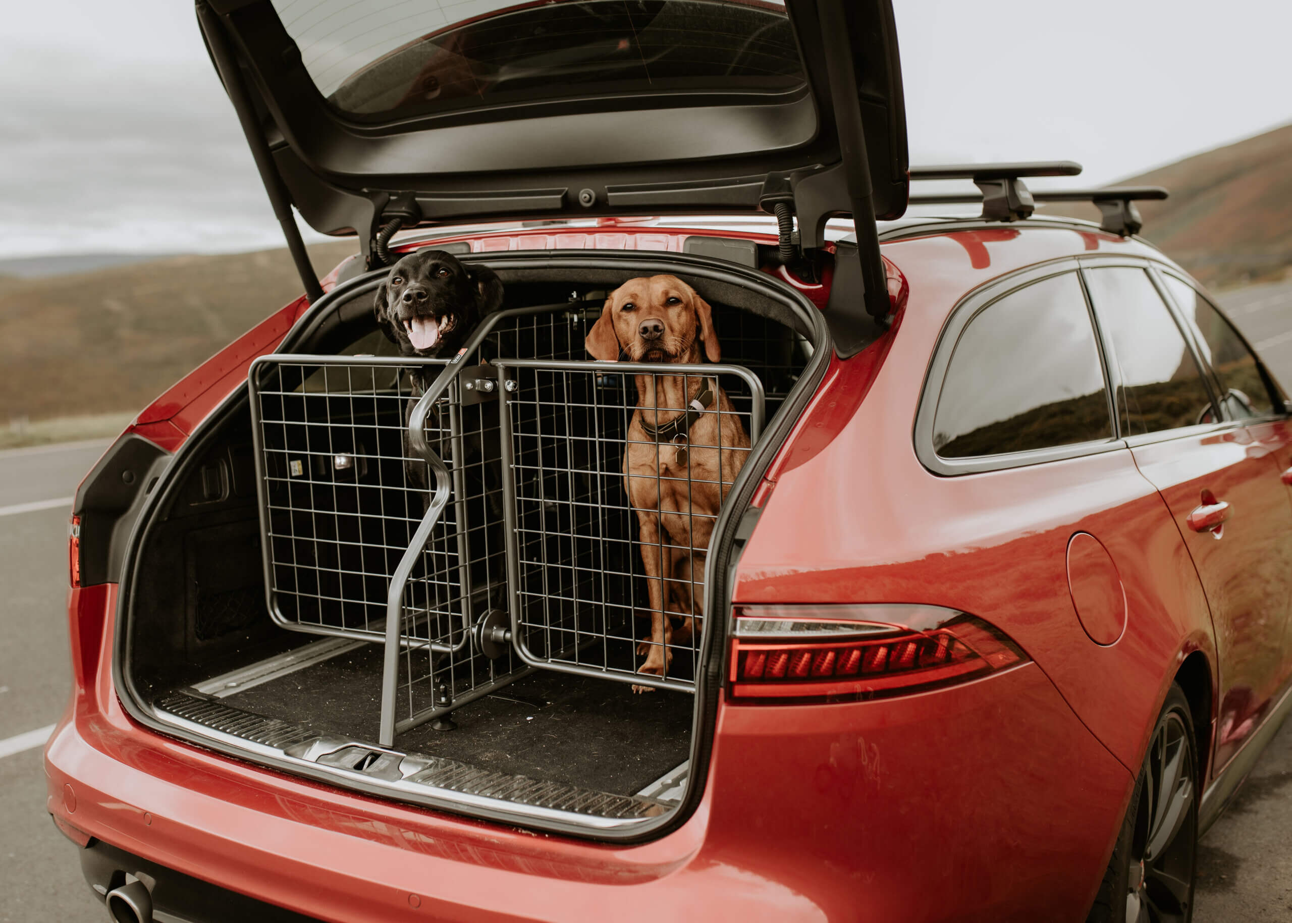 Clever options for transporting a dog securely in the car