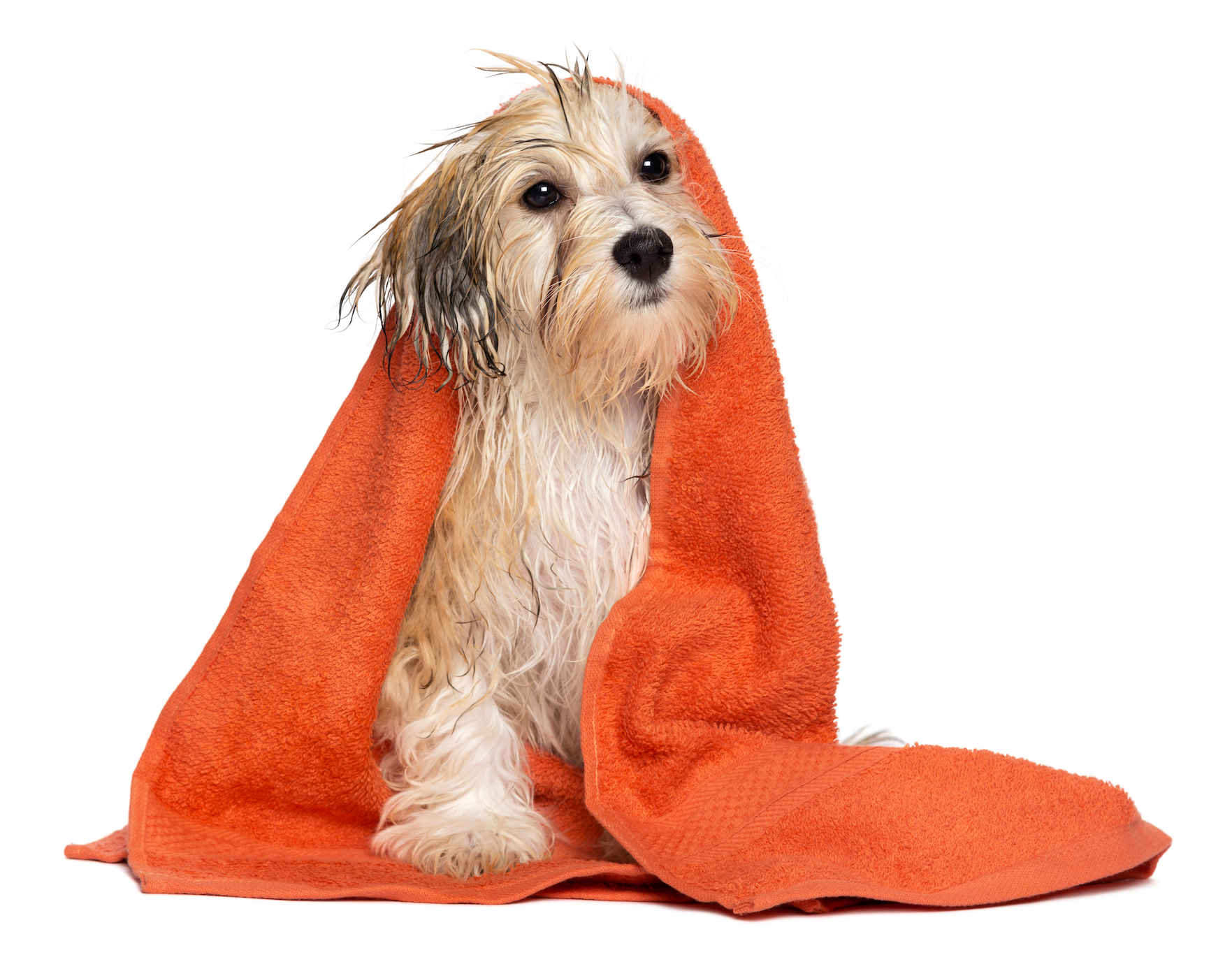 Avoiding wet dog woes: tips to keep your dog comfortable on rainy days