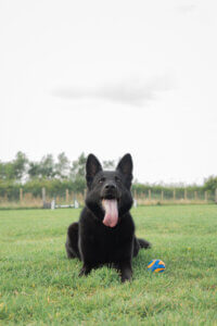 Black german shepherd dog with tongue out on grass