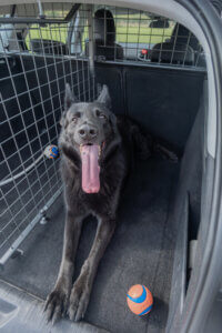 black german shepherd dog in boot of car with his ball