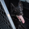 Shadow's Journey: From a Frightened Pup to a Loving Companion