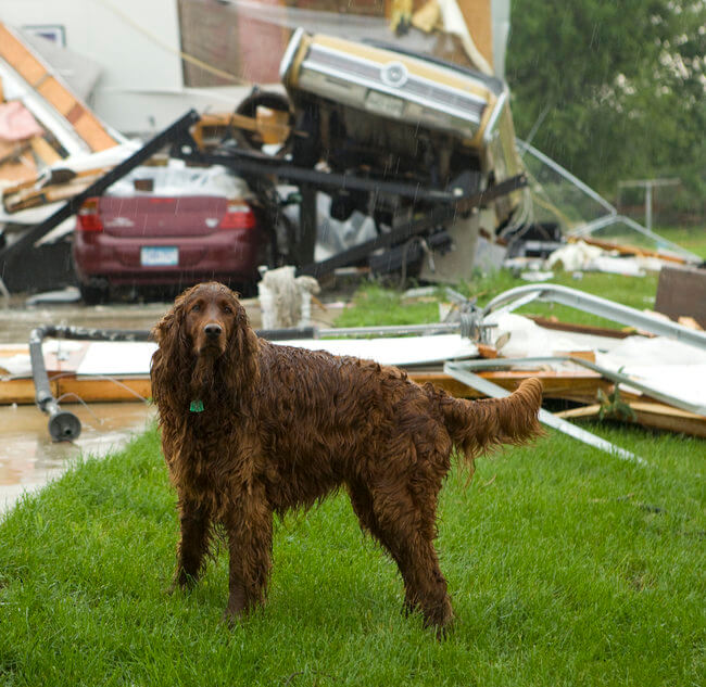 Irish setter in rain after tornado has destroyed home