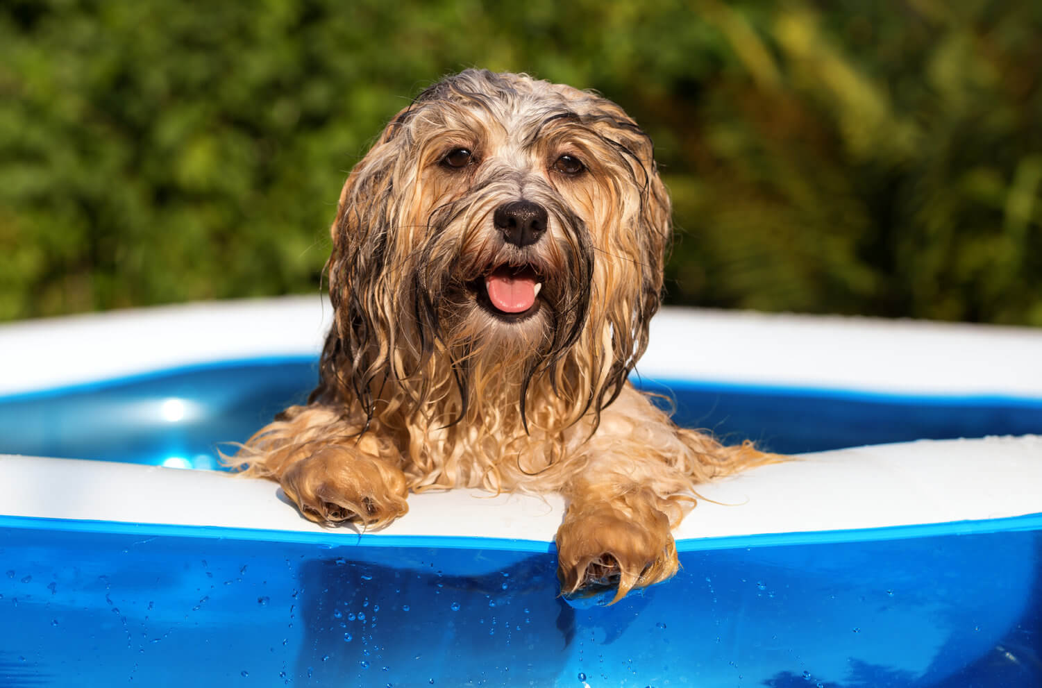 Dog in a blue and white wading pool