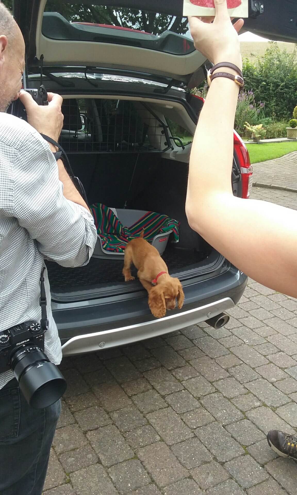 puppy escaping from car during photo shoot
