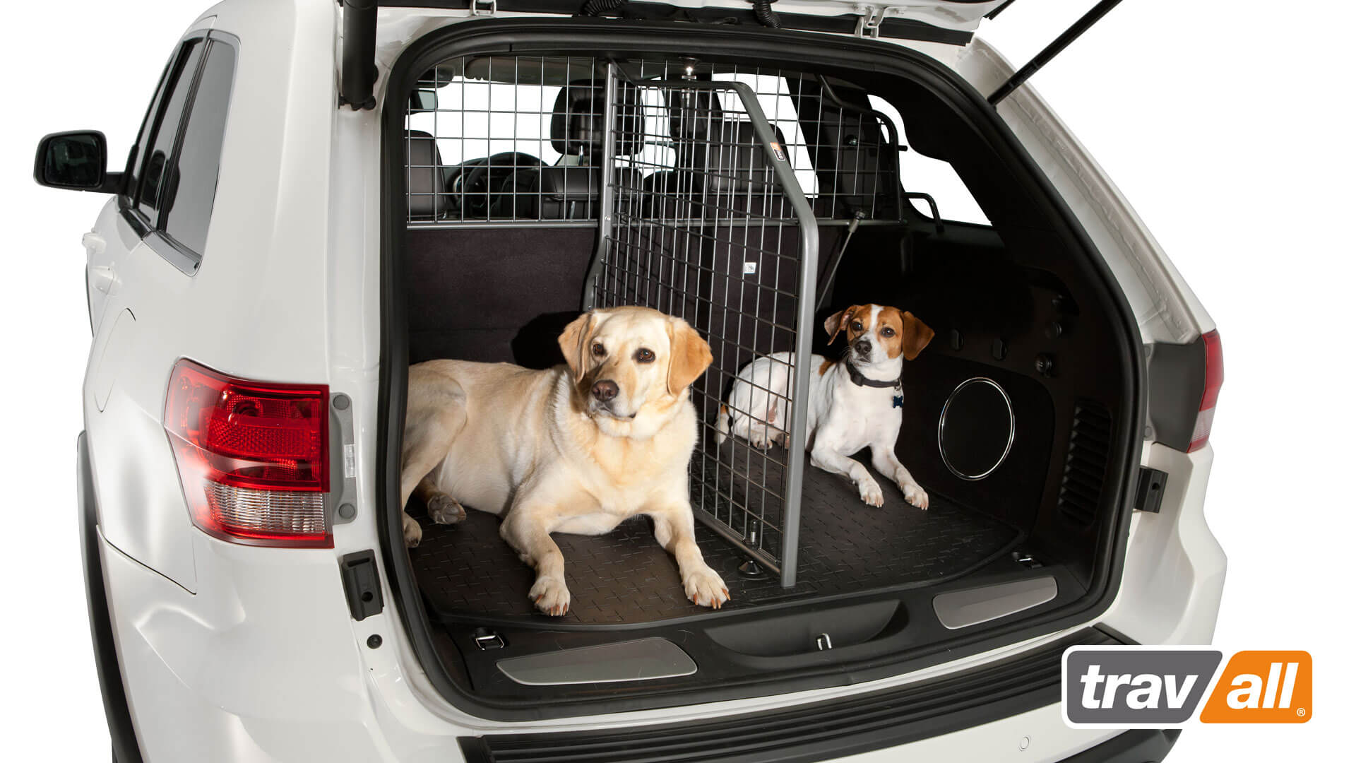 dogs in trunk