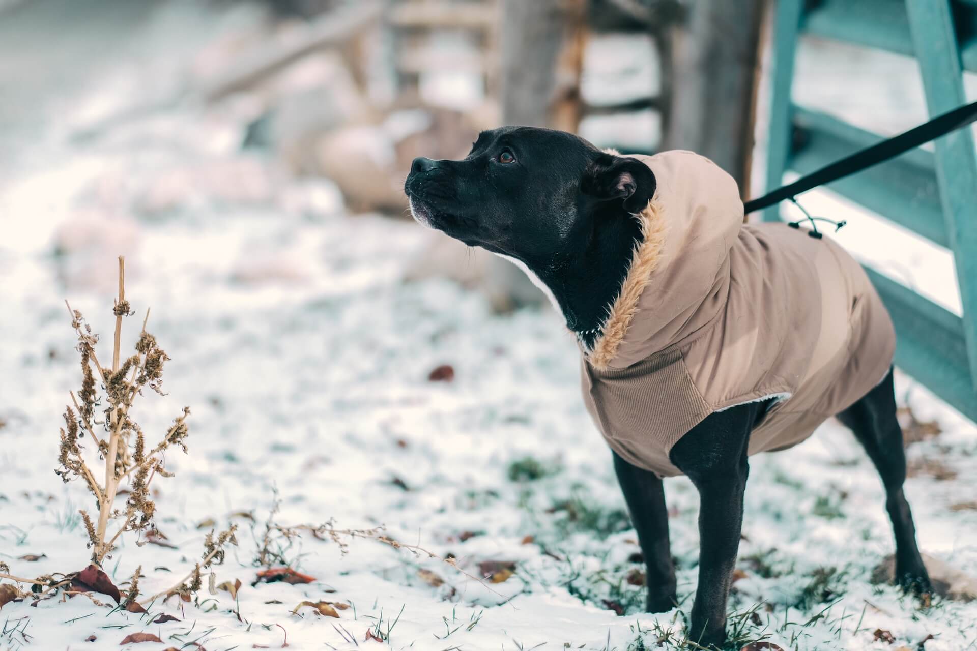 A black medium sized dog wearing a brown jacket and leash is standing looking off to the side in the snow.