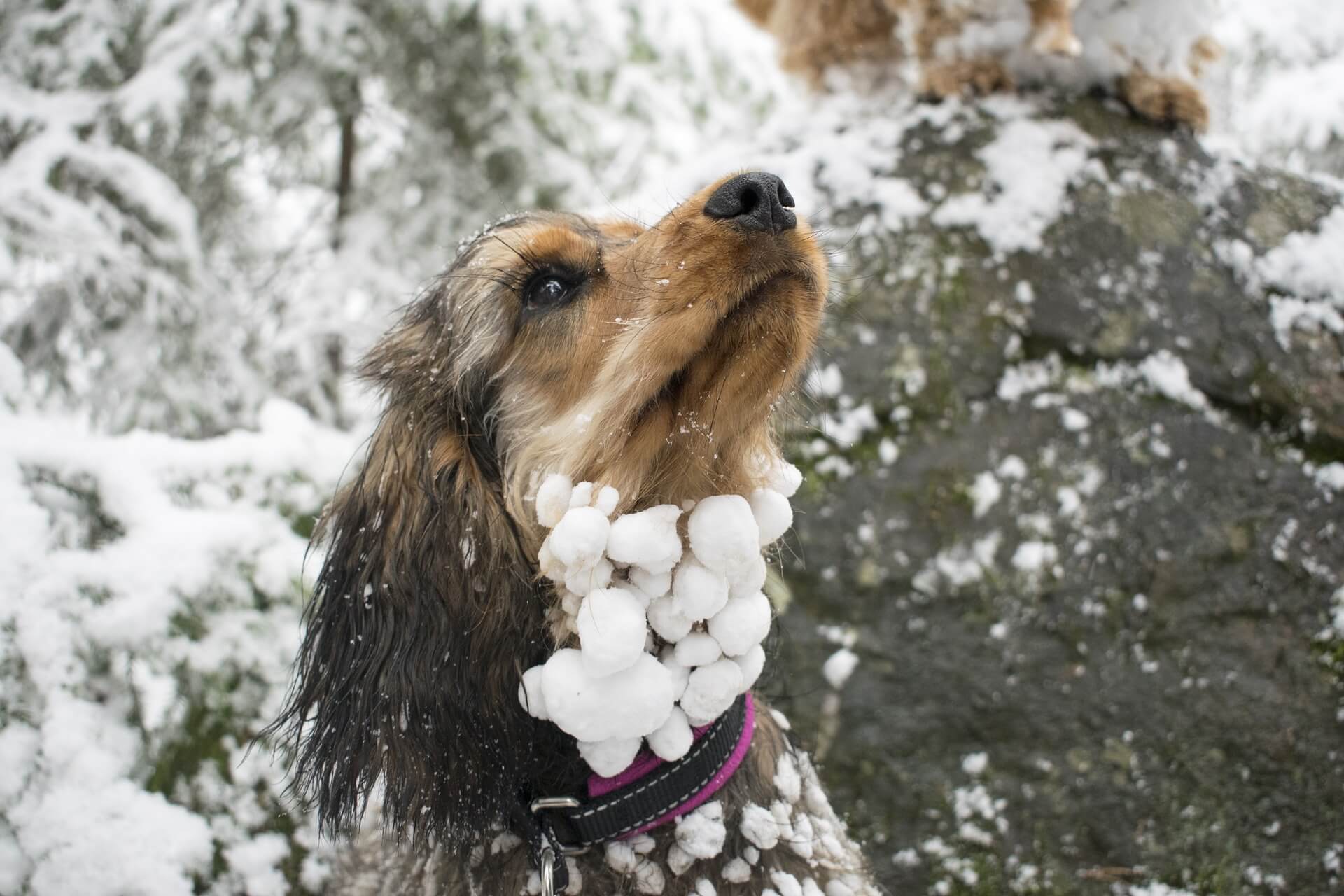 A small dog has small snowballs covering it's fur from playing outside.