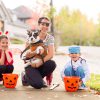 It’s a great pumpkin, Fido: tips for a yappy Halloween
