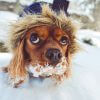 Ice, cold and chemicals: winter pet dangers