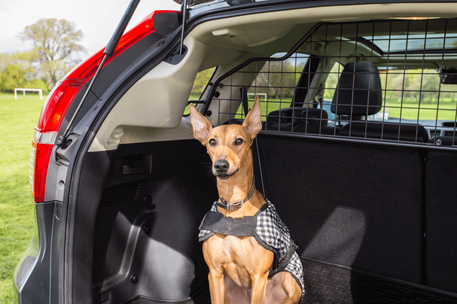 Mylo, a whippet, is sitting in the rear of a vehicle with a Travall Guard installed.