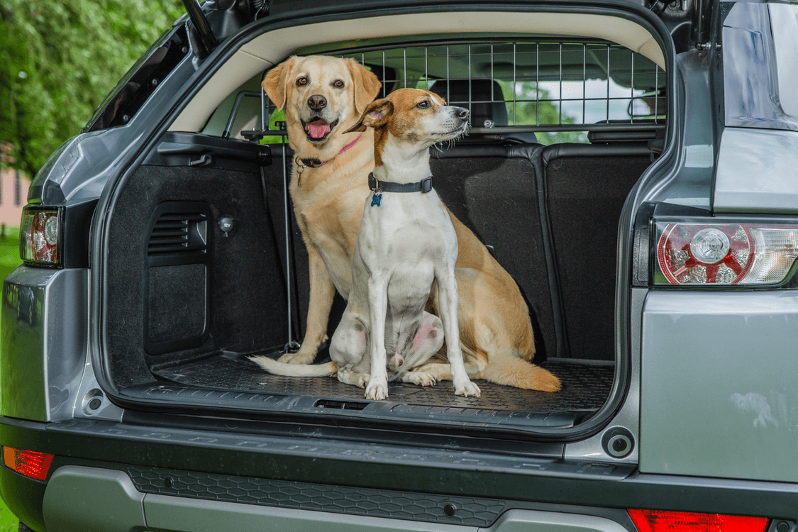 Travall pet barrier and two dogs in the trunk