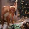Holidays delights for us, holiday dangers for our pets