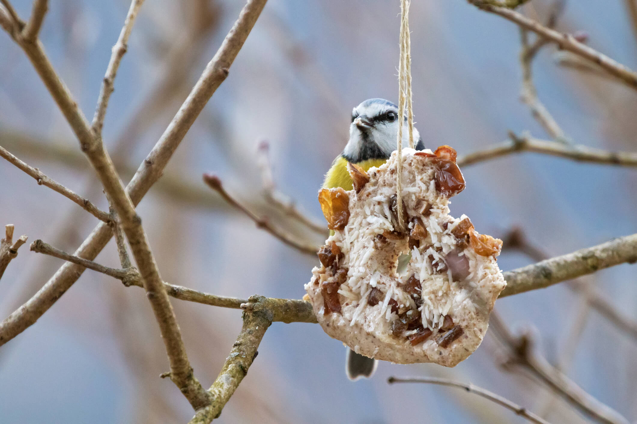 Homemade bird feeder, coconut fat cookie with nut, raisin hanging on tree