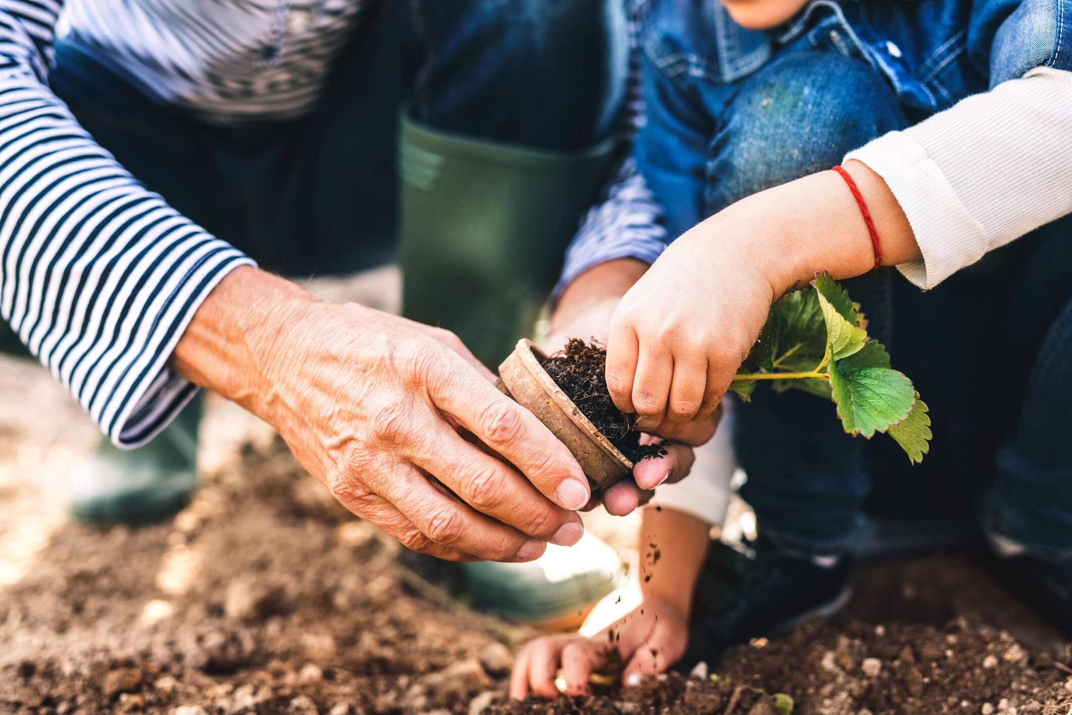 senior man with his grandaughter planting a seedling on allotment. 