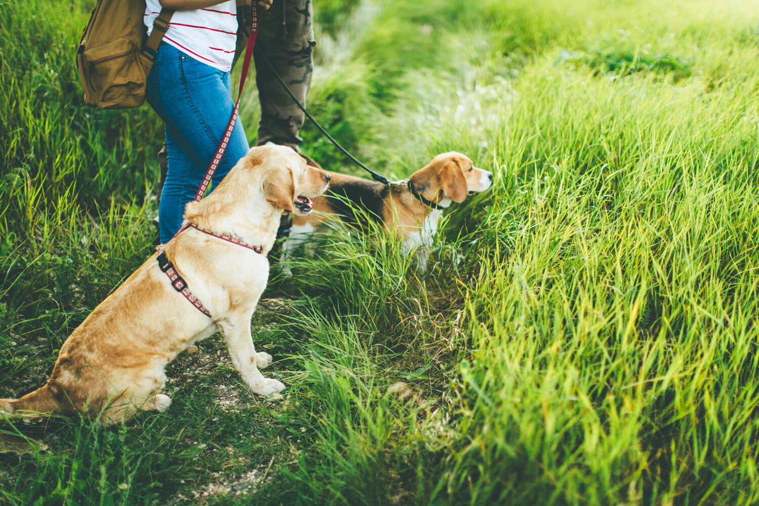 Dogs walking in tall grass