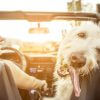 Summer Remedies to Help Your Dog Avoid Heat Stroke