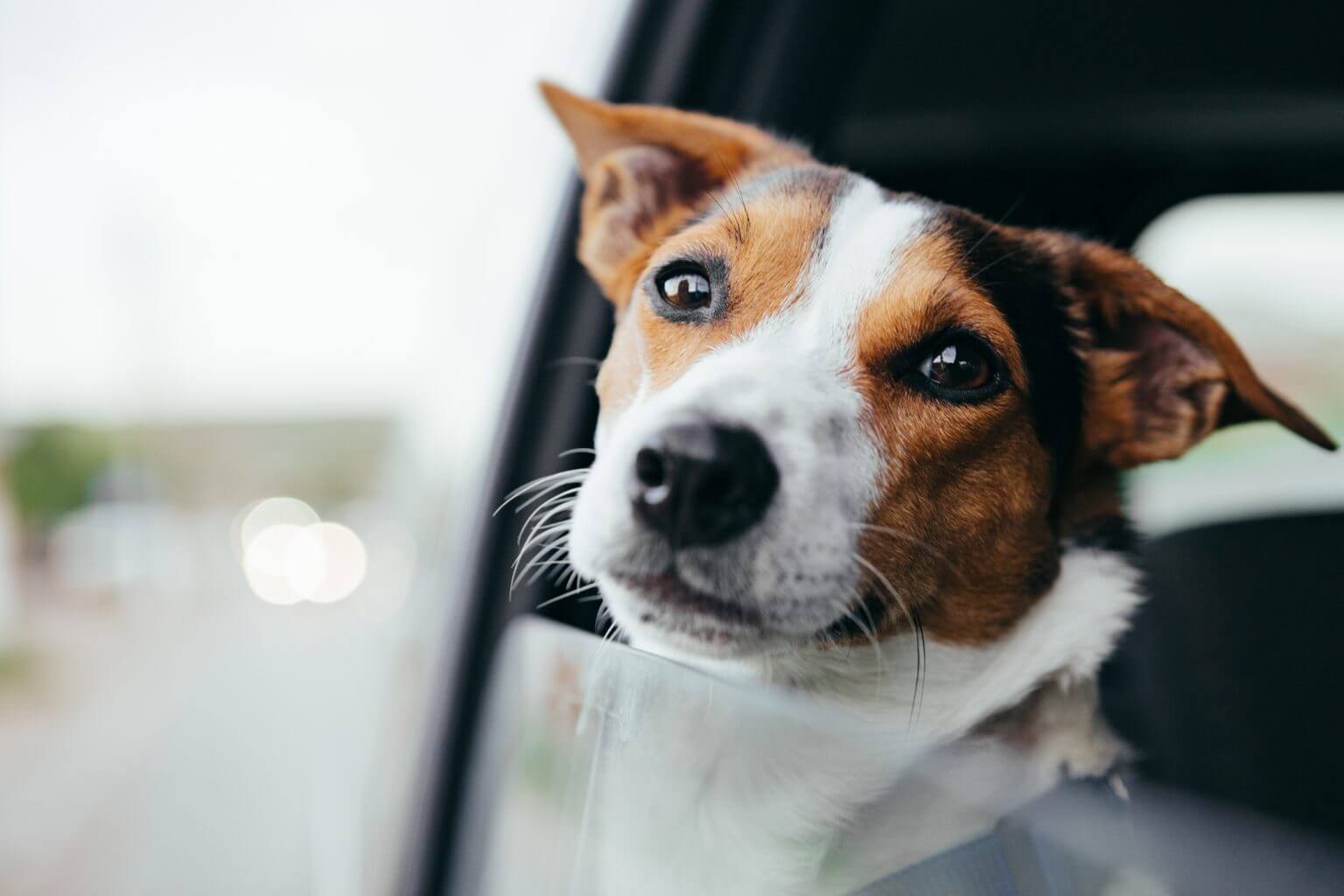 summer-remedies-to-help-your-dog-avoid-heat-stroke-travall-blog-website