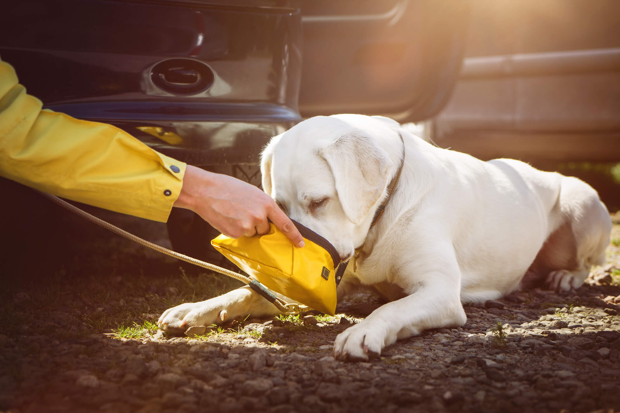 Summer Remedies to Help Your Dog Avoid Heat Stroke The