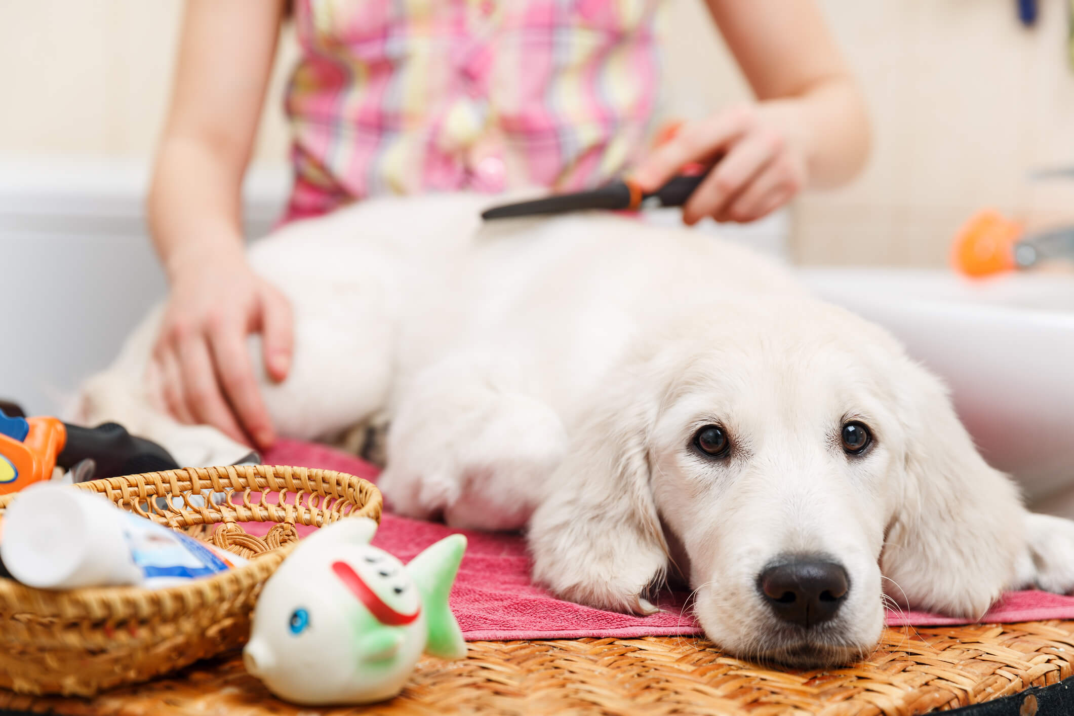 Do's and Don'ts When Dog Grooming At Home