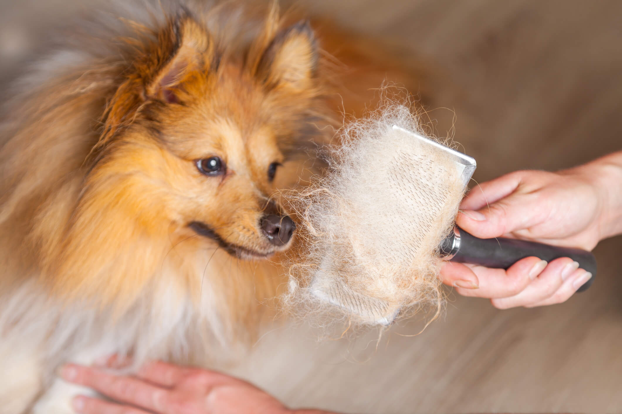 Pet Grooming 101: Do's and Don'ts of Grooming You Pup - Travall Blog Website