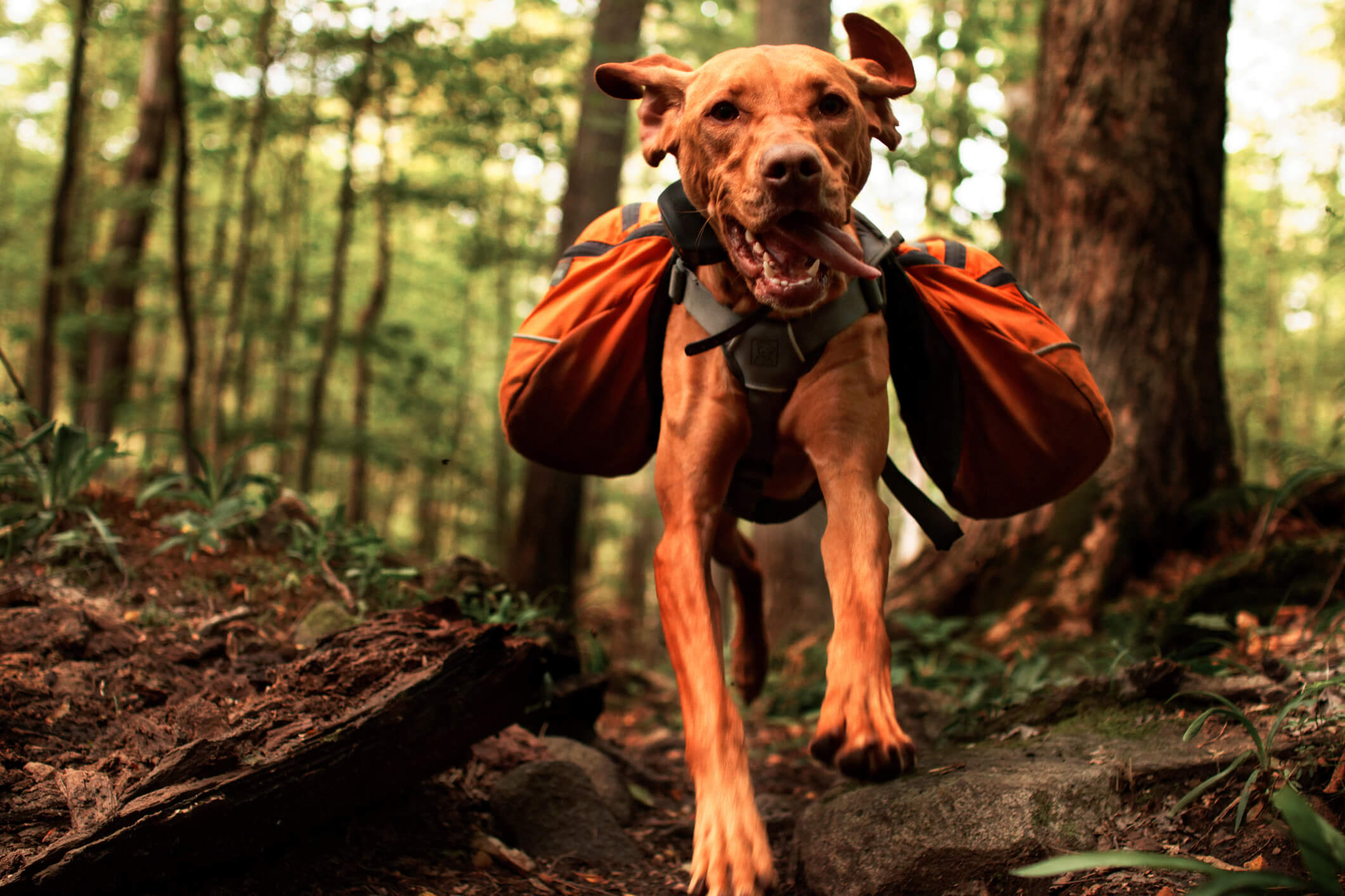 Adventure Packs for your Adventure Dog Travall Blog Website