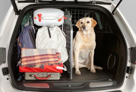 Dog safe in trunk