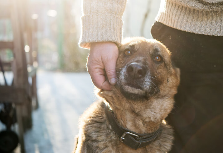 rescue dog