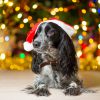 Dog Tips for the Holiday Season