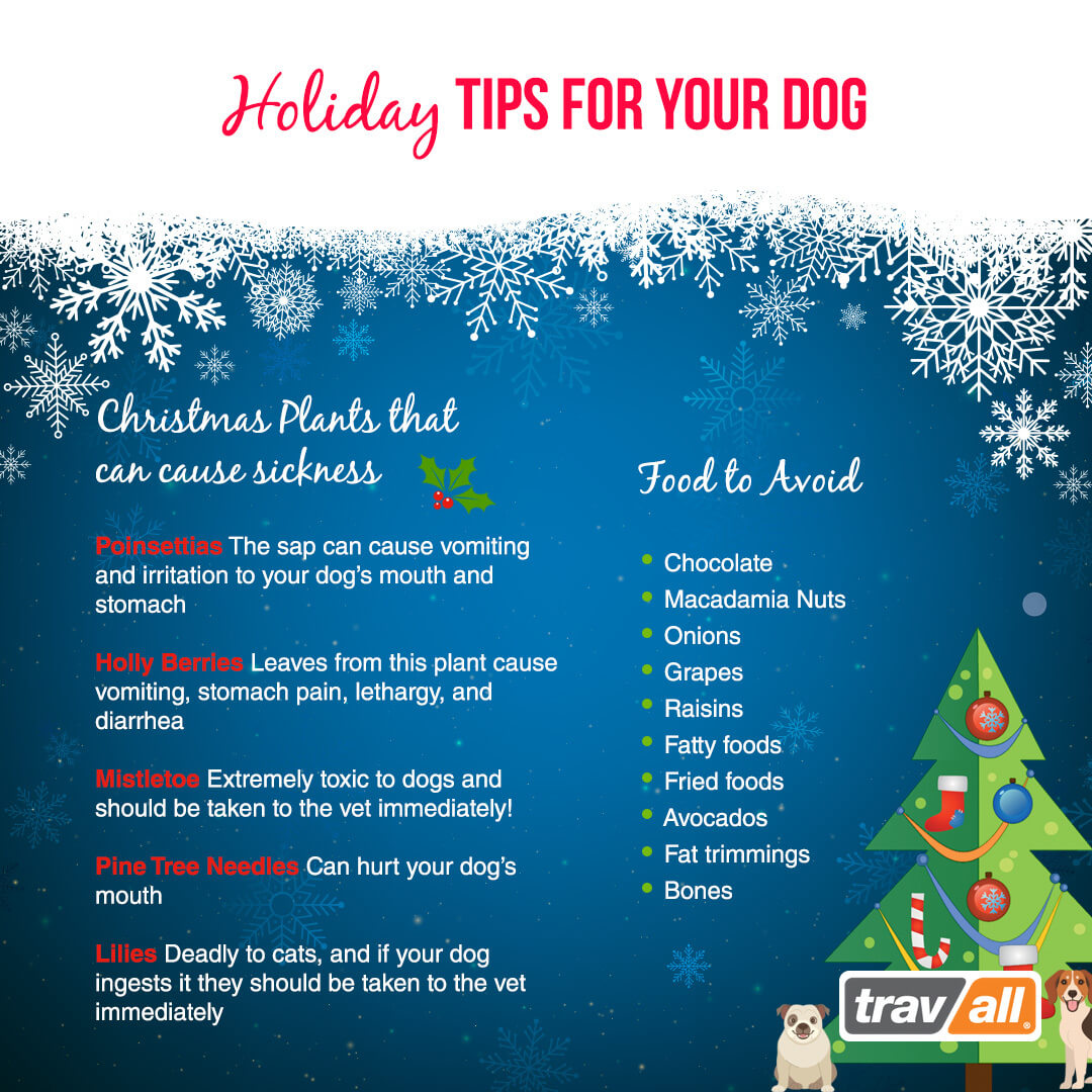 Feeding Your Dog At Christmas - Dos And Donts