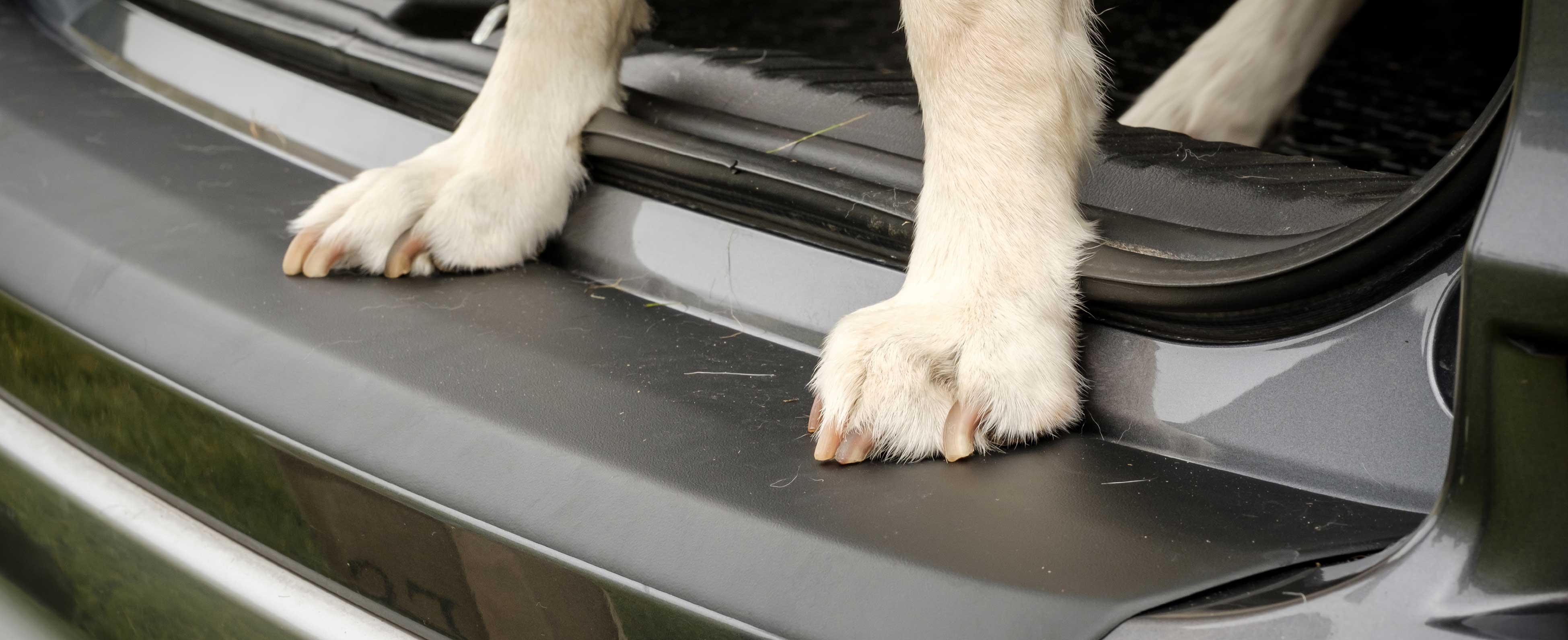 can a dog scratch a car