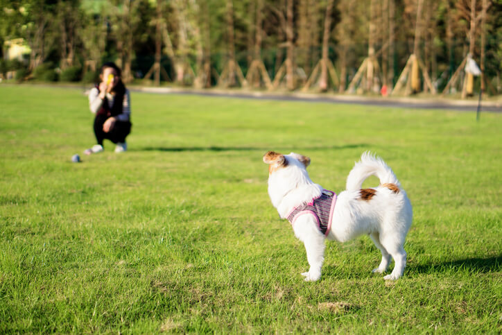 dog learning come