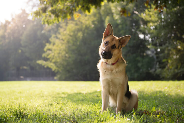 dog learning stay command