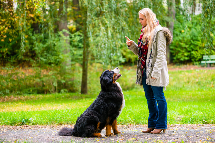 training dog to sit