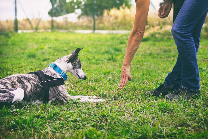 teaching dog to lie down