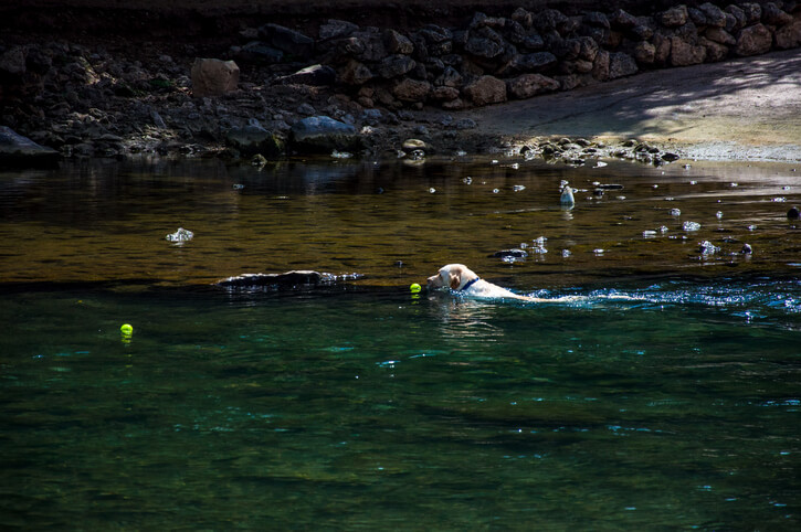 dog friendly barton creek austin texas