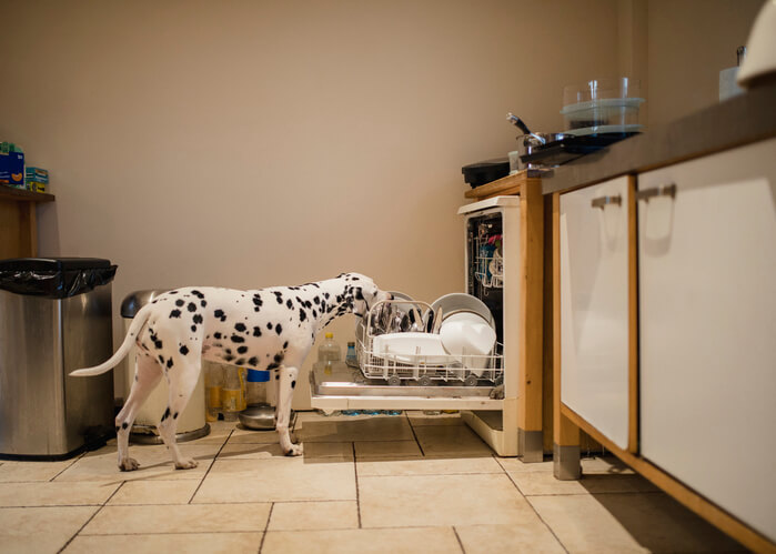 dog licking toxic dishwasher