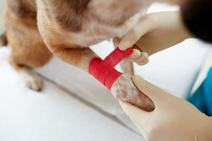 wrapping a wound on a dog
