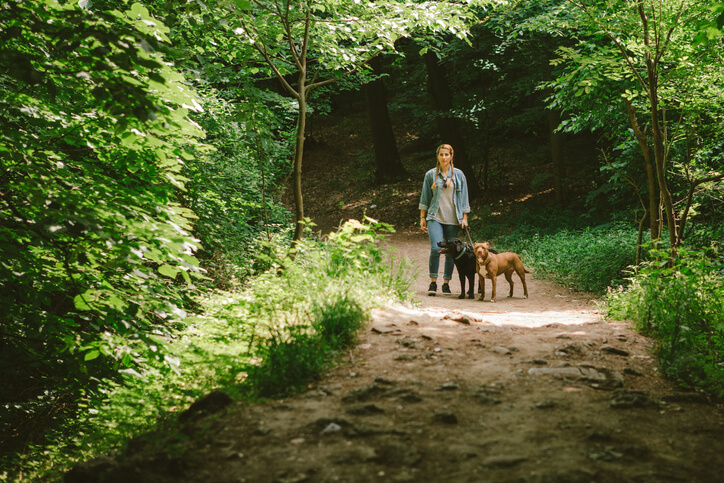 Hiking trails with dogs