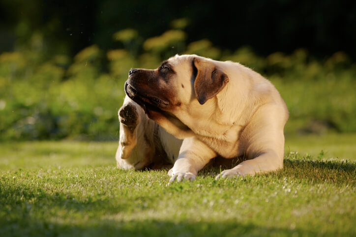 dog with allergies itching face