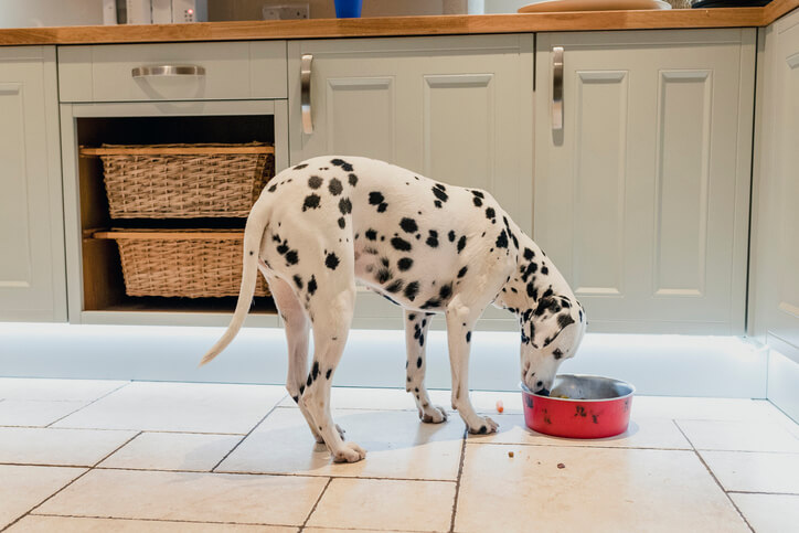 dog with food sensitivity eating dinner