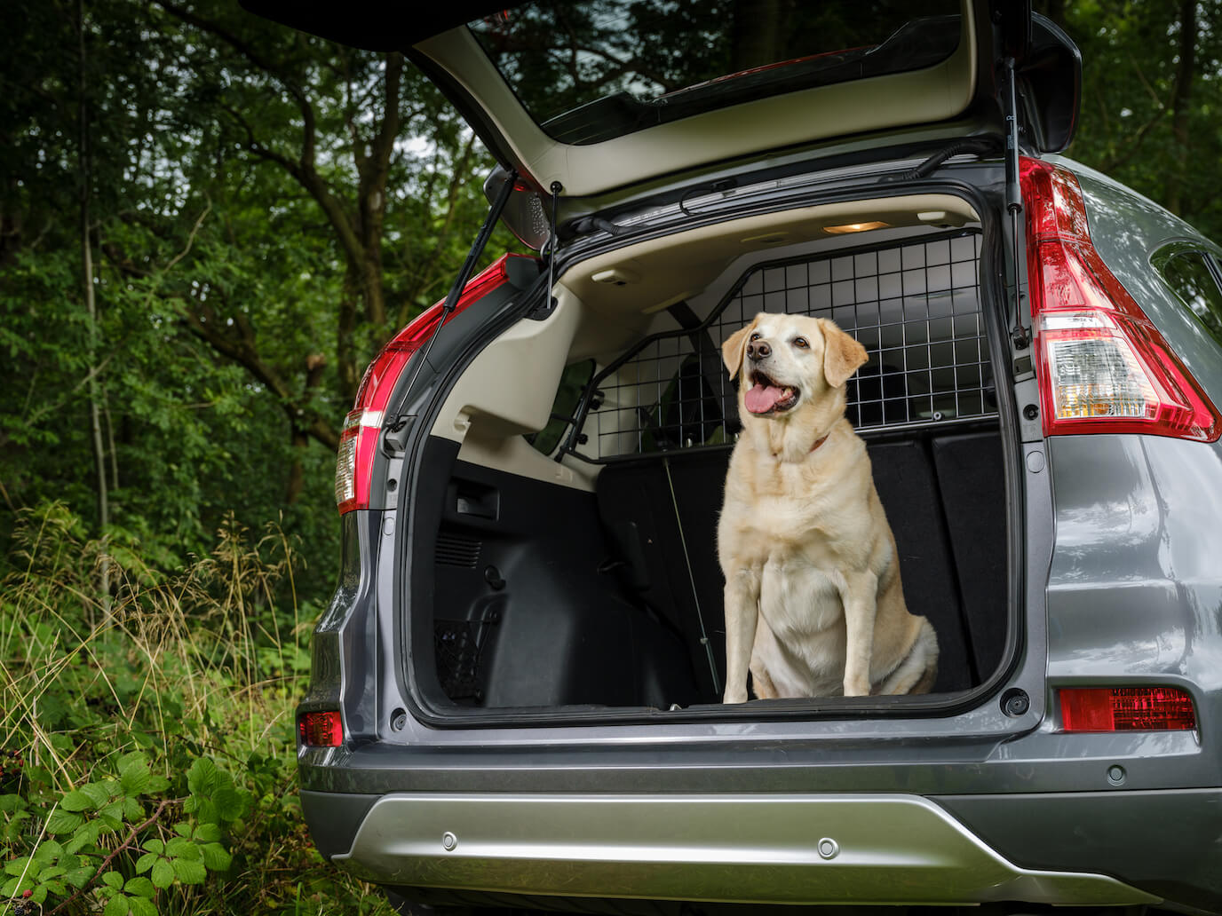 dog proof your car