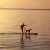 Winter: the best time to start stand up paddle boarding with dogs