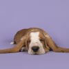 How long should dogs sleep?  Canine sleeping habits answered