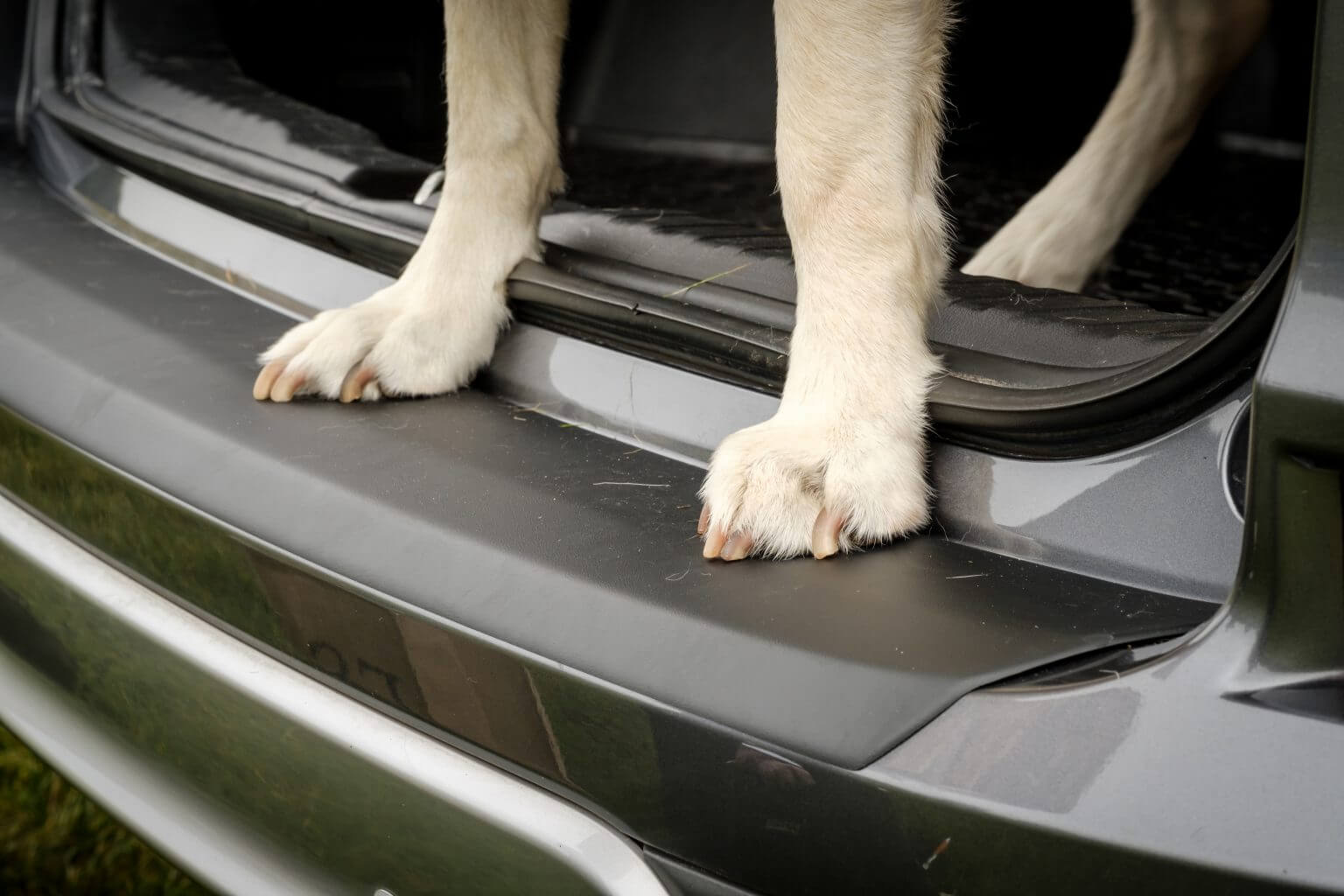 How to dog proof your car a stepbystep guide