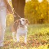 Post-lockdown Activity Planning Part 1: Dog walking tips for maximum adventure