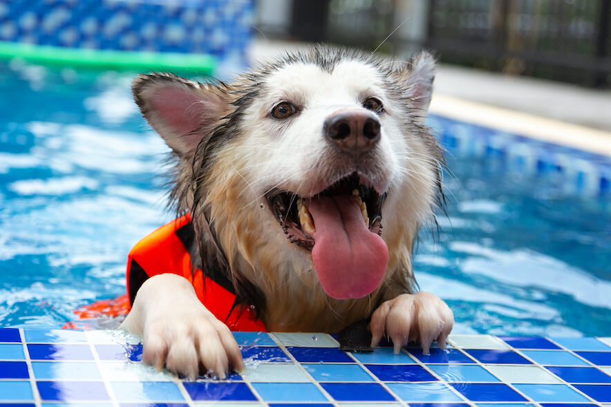 Teaching your dog to swim this summer in 6 easy steps