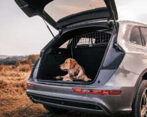 Audi Q5 essentials