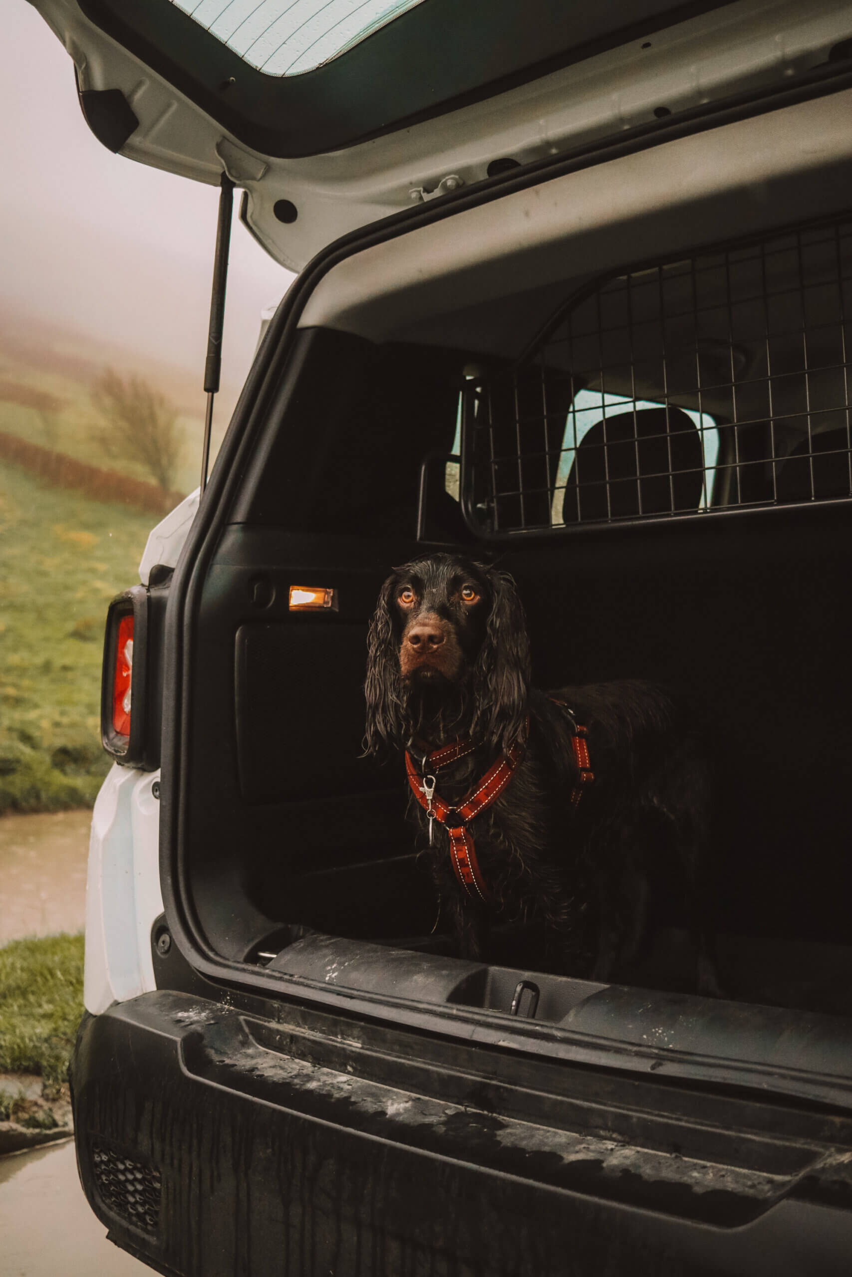 Jeep accessories for outlet dogs