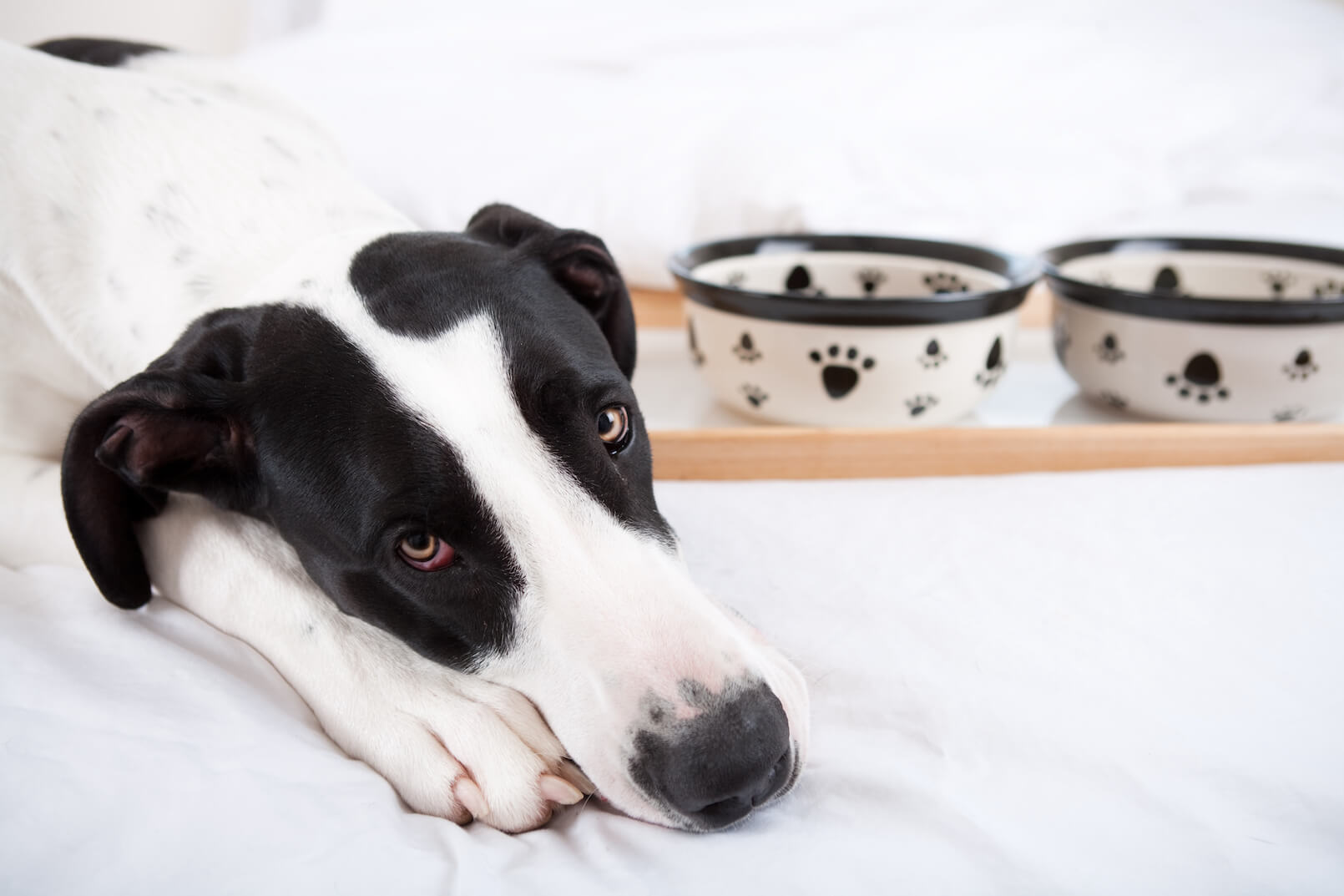 What to do when your dog doesn't want to eat his dinner