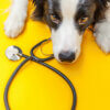 7 questions dog owners should ask a veterinarian